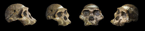 20120202-Austrolopithecus_africanus 3.jpg